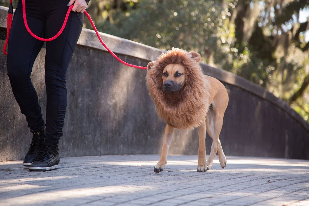 Lion Mane Dog Costume Black-Owned