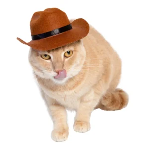 cowboy hat cat costume