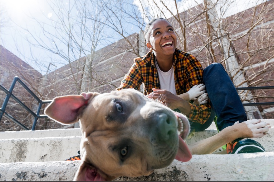 Quing Canine Dog Training