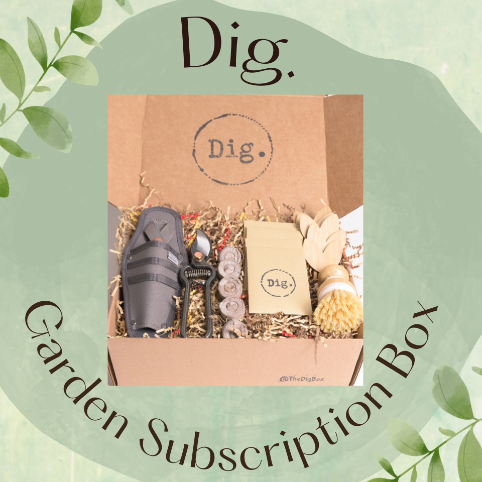 black-owned business Dig