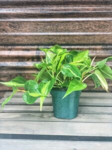 black-owned plant and pots company