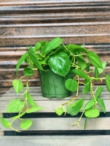 black-owned plant and pots company