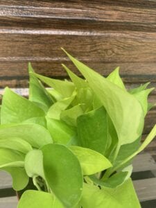 black-owned plant and pots company