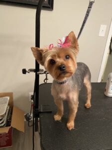 black-owned mobile in house pet grooming service business