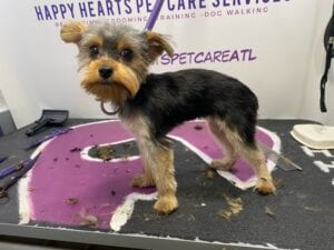 black-owned business Happy Hearts Pet Care Services